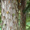 Cunninghamia lanceolata ecorce